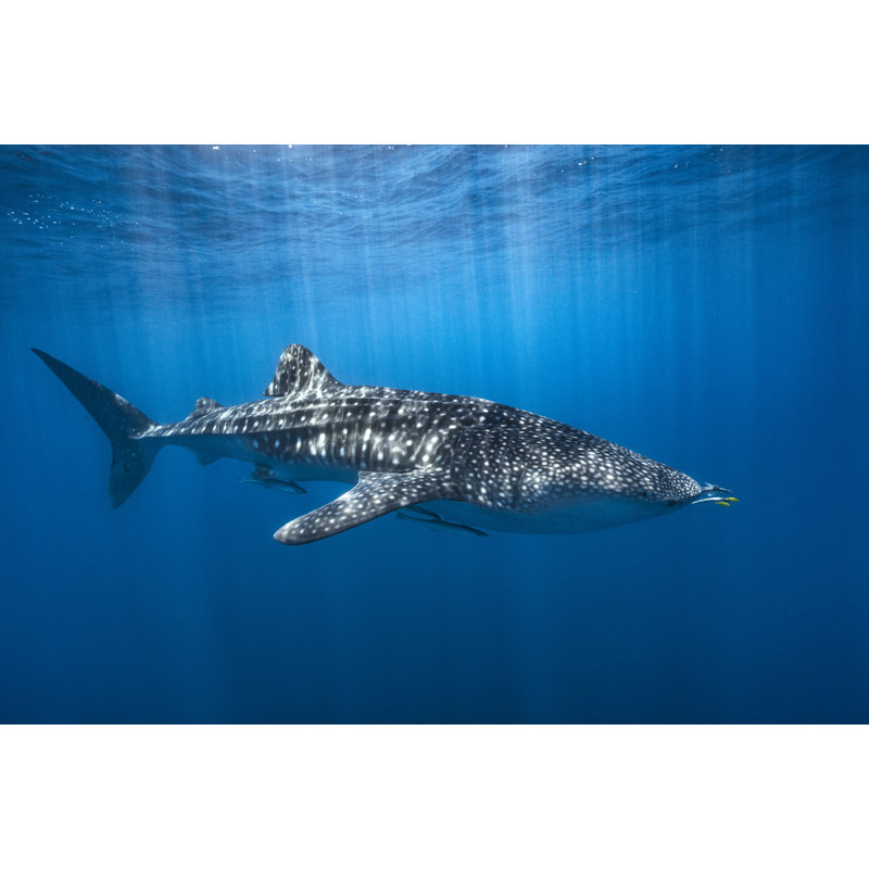Wrapped Canvas Print, 50.8 cm H x 76.2 cm W