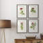 Pretty Pink Botanicals II - ensemble de 4 reproductions de cadres photo-1342891447-1342891403
