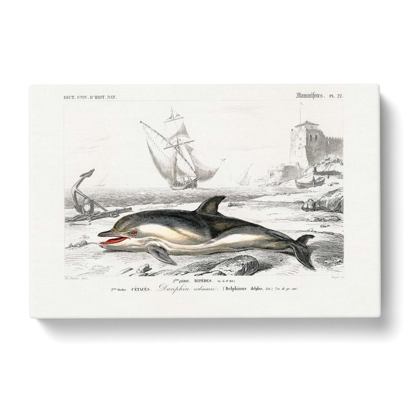 Beached Dolphin by Charles D' Orbigny - Wrapped Canvas Painting, 40cm H x 60cm W x 3cm D