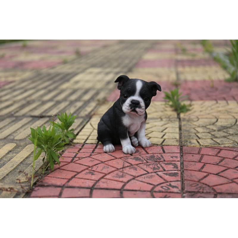 Statut chiot boston terrier assis