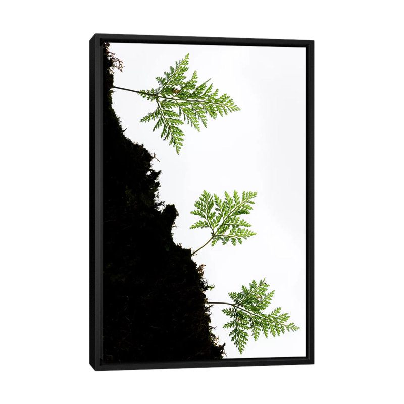 « palm trio ii », impression sur toile, H 26 po x l 18 po x P 1,5 po, Toile avec cadre noir, Pas de tapis