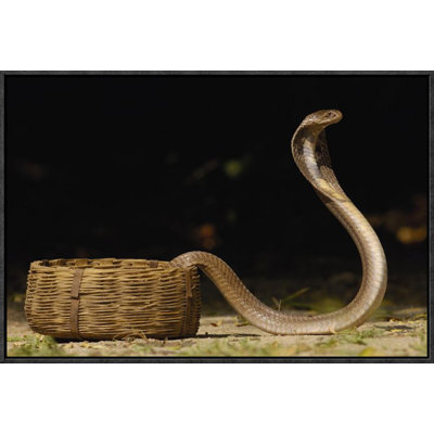 " Spectacled Cobra With Hood Flared "