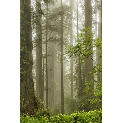 Summer Forest II by Dianne Poinski - Wrapped Canvas Print