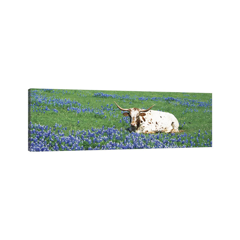 Texas Longhorn Cow Sitting On A Fieldhill County, Texas, USA by Panoramic Images - Wrapped Canvas Print