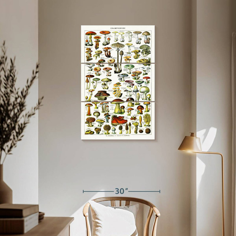 Variétés de champignons, H 57 po x l 36 po