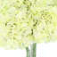 Hydrangeas Arranged in a Glass Vase