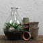 Terrarium, verre