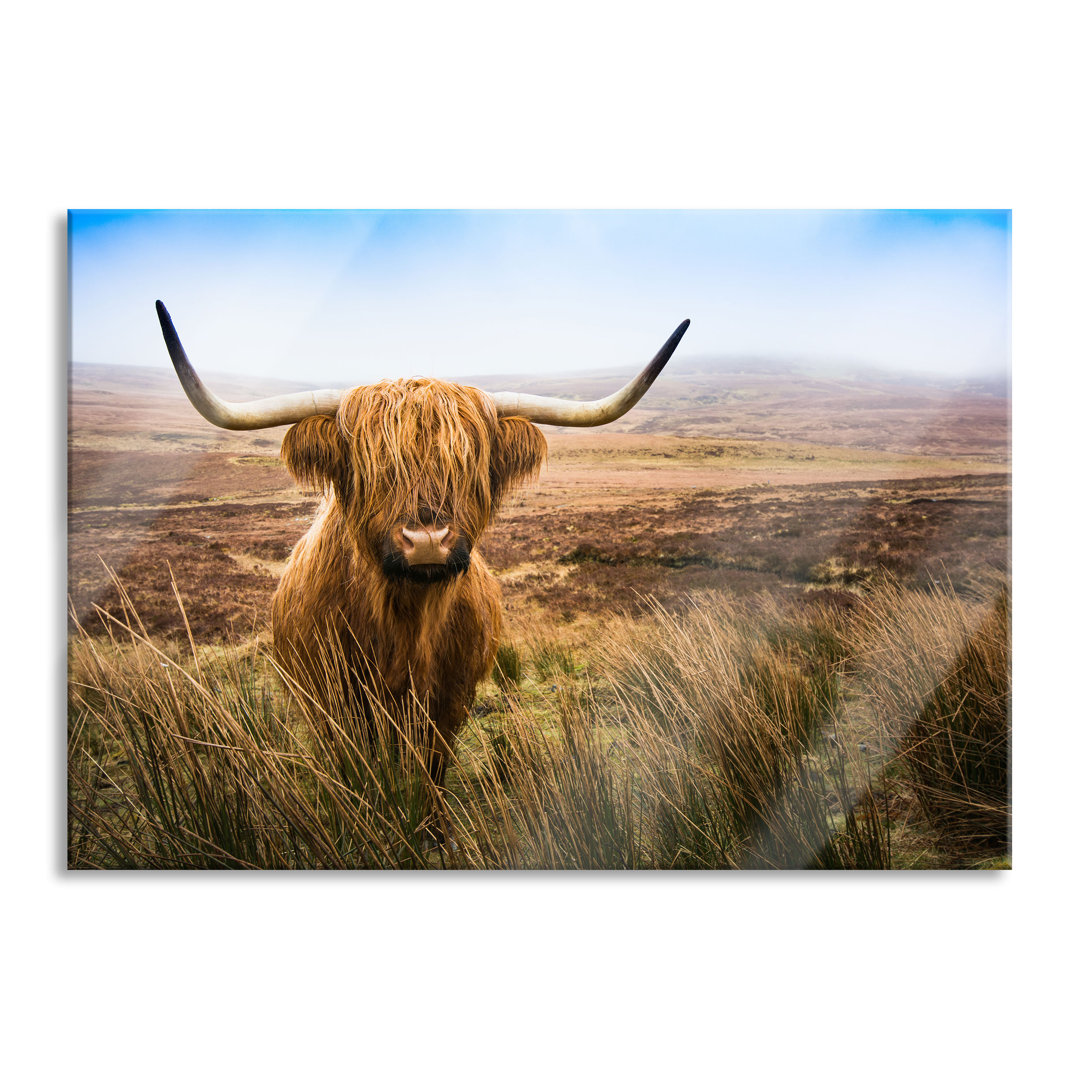 Ungerahmtes Foto auf Glas "Highland-Rinder mit großen Steppenhörnern"