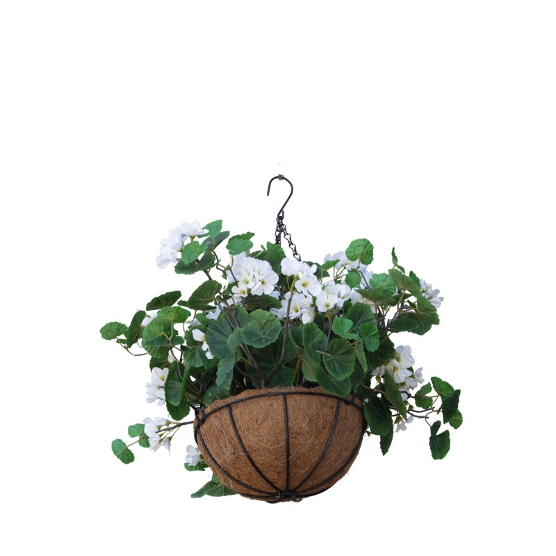 Geranium Hanging Basket, White
