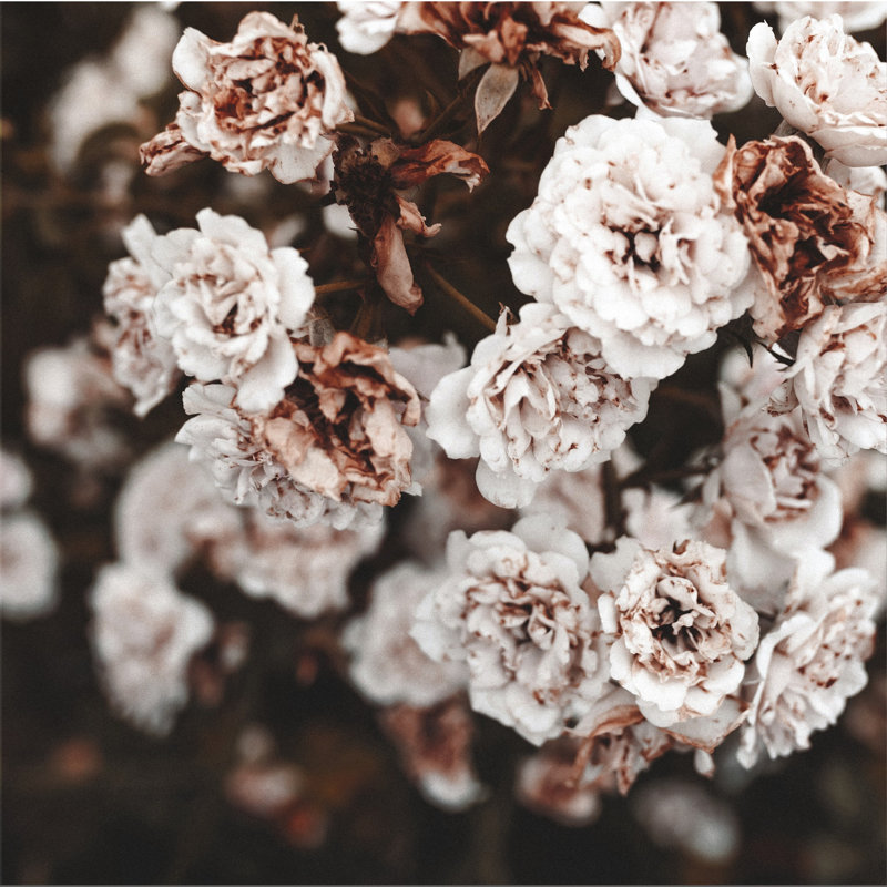 Filtered Flowers With Blue - Wrapped Canvas Print, 122cm H x 122cm W x 3.8cm D