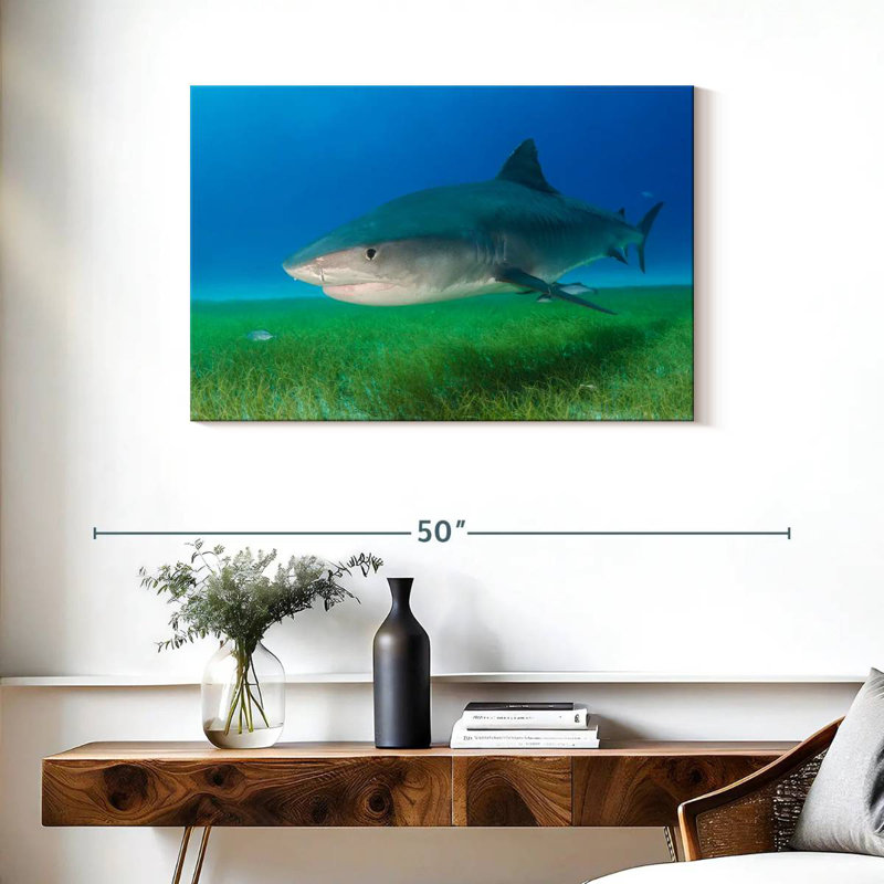 Tiger Shark On Sea Grass