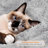 Daughtry 64.5" H Multi-Level Cat Tree-869540680