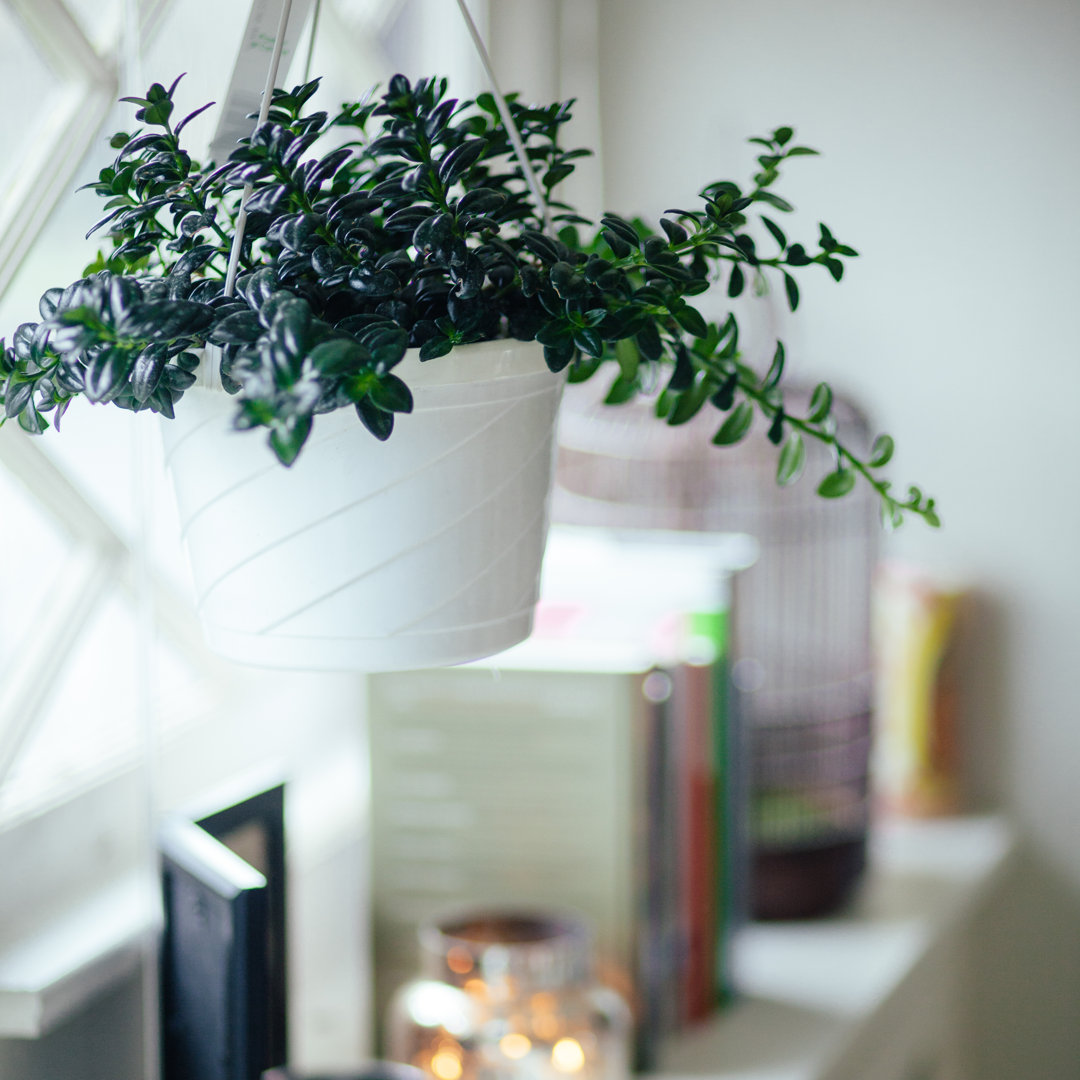 Indoor House Plant von Timnewman - Kunstdrucke auf Leinwand ohne Rahmen