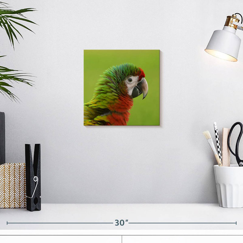 Brampt Macaw Bird Head, 10" H x 10" W