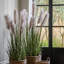 Potted Grass with Pampas Seed Heads (5pk) 1270mm
