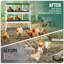 Chicken Egg Incubator-1490840570-1490840573