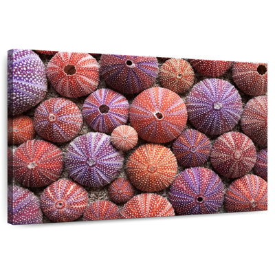 Brampt Empty Sea Urchin Shells