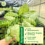 Live White Butterfly Plant-49662091