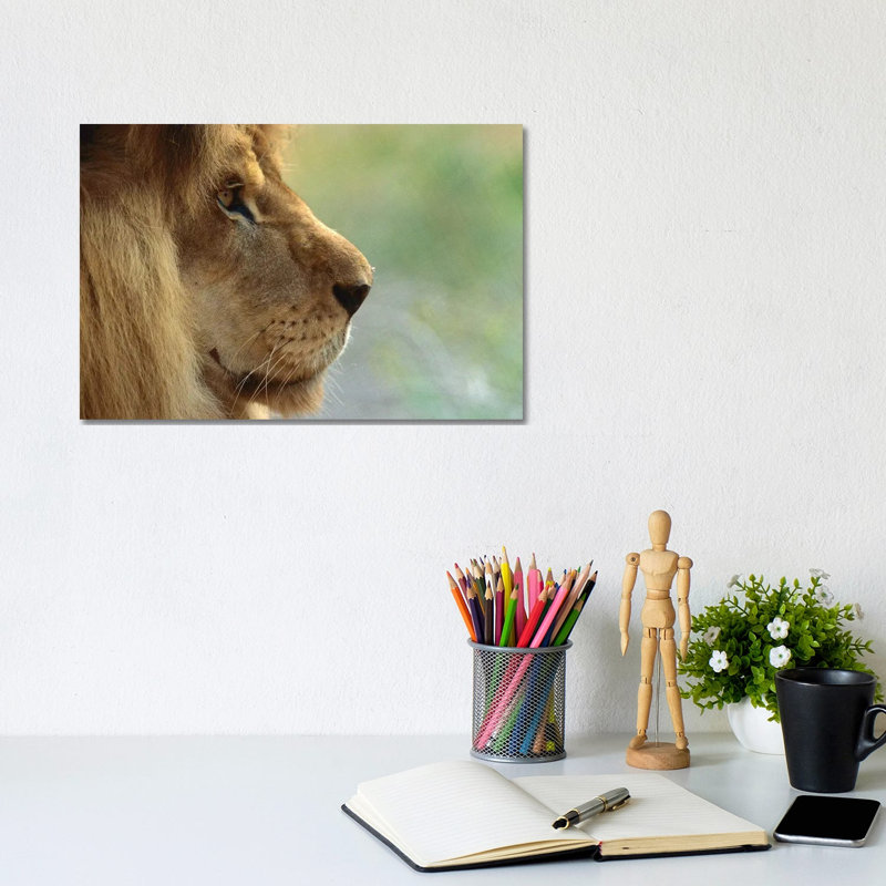 African Lion Male Portrait by ZSSD - Wrapped Canvas Print, 20.32cm H x 30.48cm W x 1.905cm D