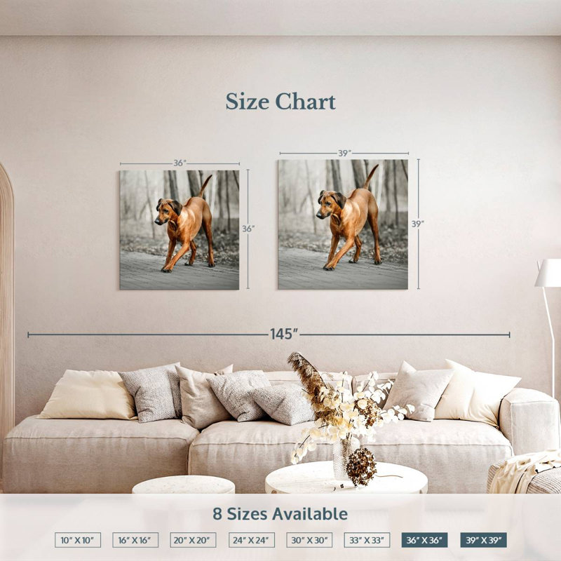 Chiot Brampt Rhodesian Ridgeback, H 39 po x l 39 po