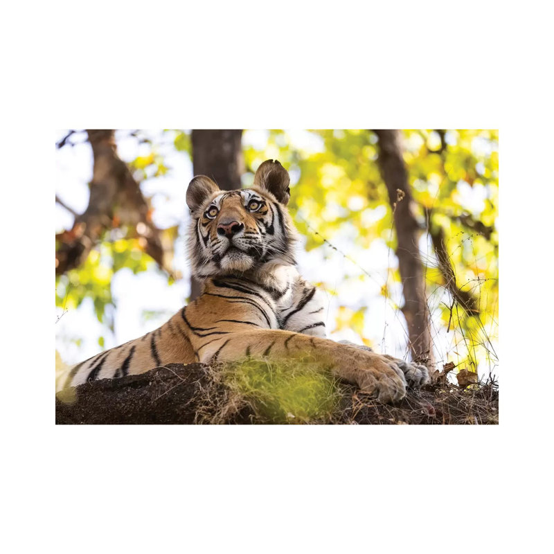 India, Madhya Pradesh, Bandhavgarh National Park. A Young Bengal Tiger Watching From Its Perch High Up On A Rock. by Ellen Goff - Wrapped Canvas Print