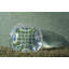 Spring 5/8" x 5/8" Glass Mosaic