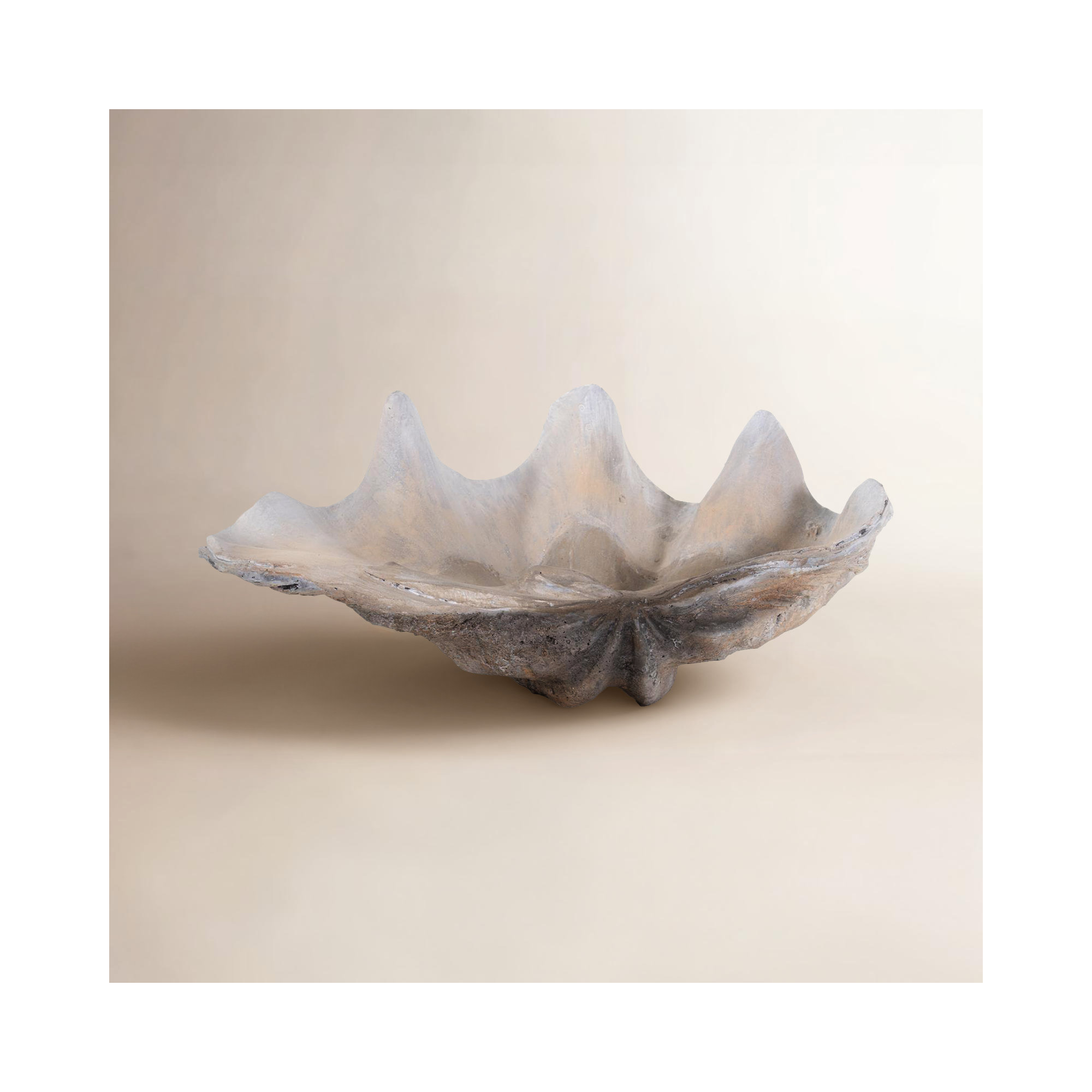 Large Vongole