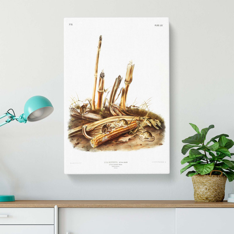 Harvest Mice by J.W. Audubon - Wrapped Canvas, 76cm H x 50cm W x 3cm D