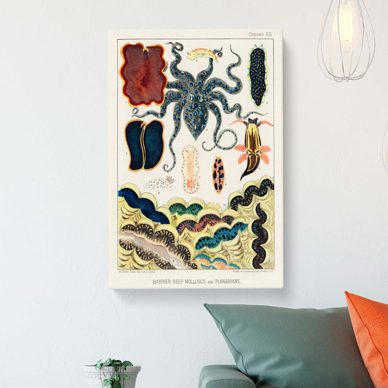 Great Barrier Reef Molluscs & Planarians by W. Saville-Kent - Wrapped Canvas Painting, 50cm H x 35cm W x 3cm D