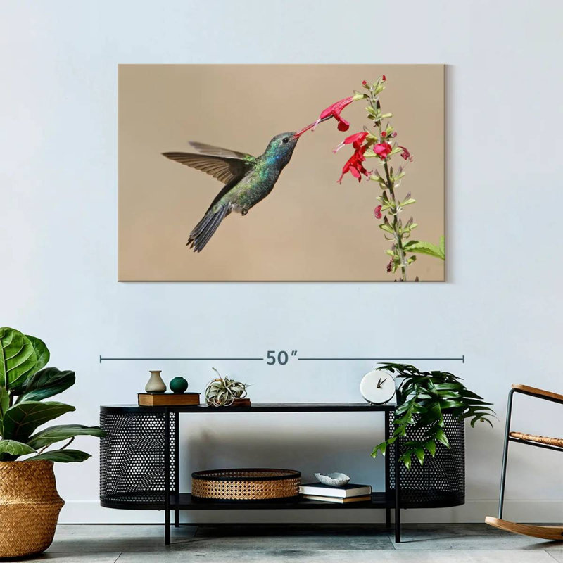 Broad-Billed Hummingbird Drinking Nectar, 30" H x 45" W