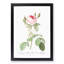 Moss Rose in Pink by Pierre-Joseph Redoute - Picture Frame Painting Print-55581966-55581967