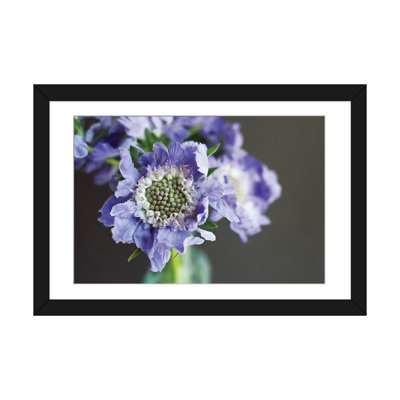 « purple scabiosa » par lupen grainne, impression sur toile
