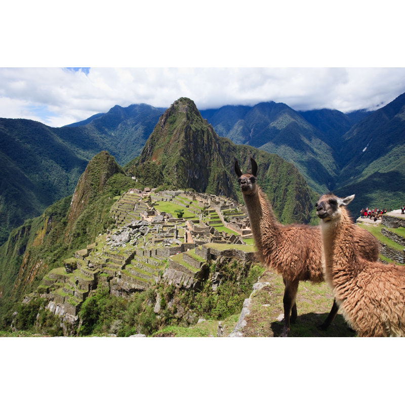 Llama In Machu Picchu by MarnixFoeken - Wrapped Canvas Print, 81cm H x 122cm W x 3.8cm D
