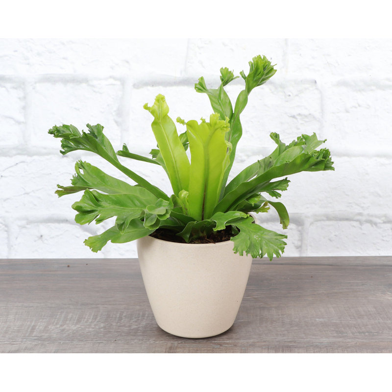 3 Piece Pet Safe Houseplant Set