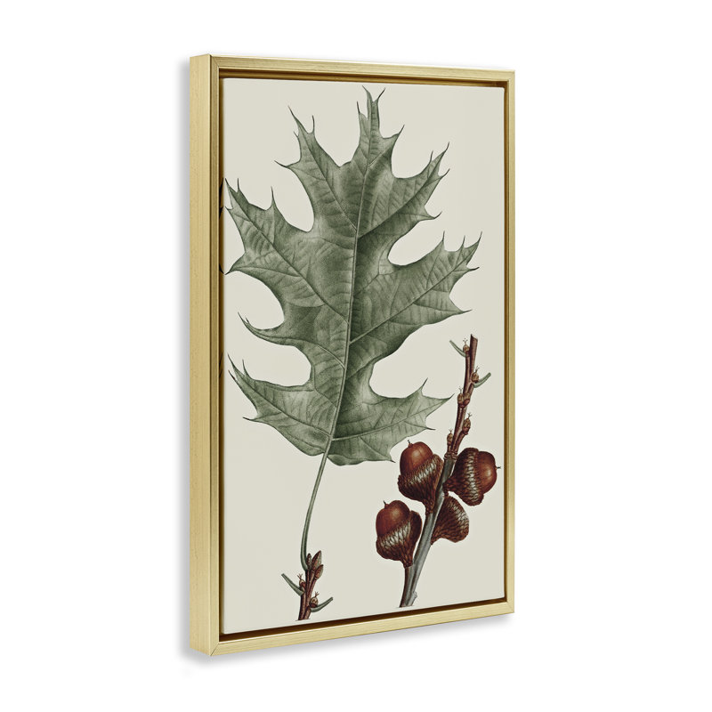  Toile flottante vintage encadrée avec feuilles de chêne par Graffi *ee Studios, H 25 po x l 17 po