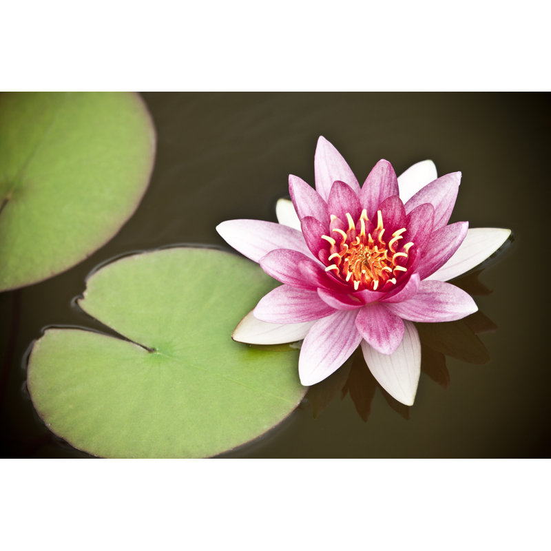 Water Lily by AZemdega - No Frame Art Prints on Canvas, 51cm H x 76cm W