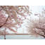 Full Bloom Ii Print by Scott Wurzel-65858957-65791276