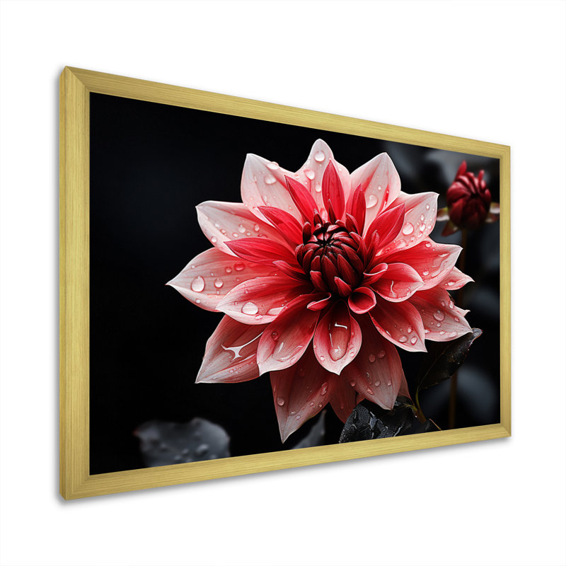 «Pink Dahlia Dazzling», reproduction d'art sur toile florale, H 16 po x l 32 po x P 1 po, Cadre doré à une seule photo