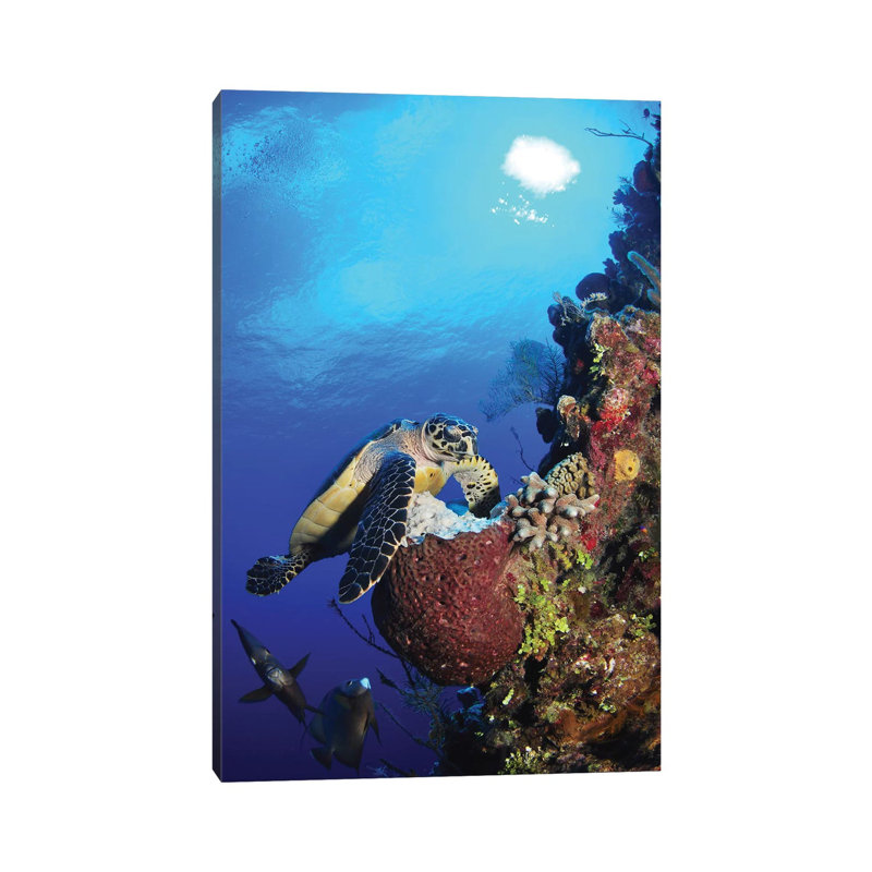 Hawksbill Sea Turtle And Grey Angelfish By Coral Reef by Amanda Nicholls - Wrapped Canvas Print