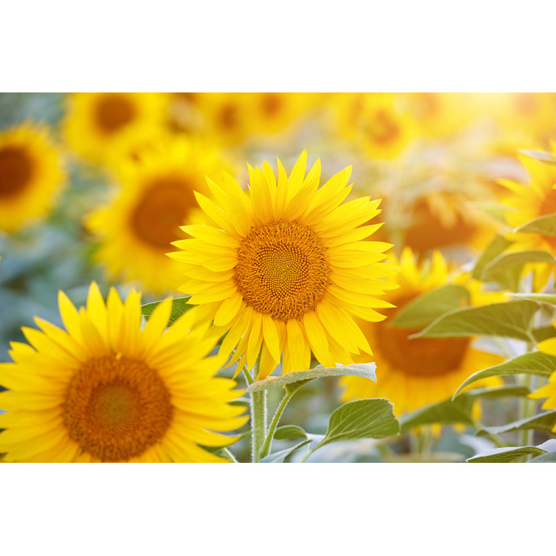 Champ de tournesols de Zorazhuang, H 12 po x l 18 po