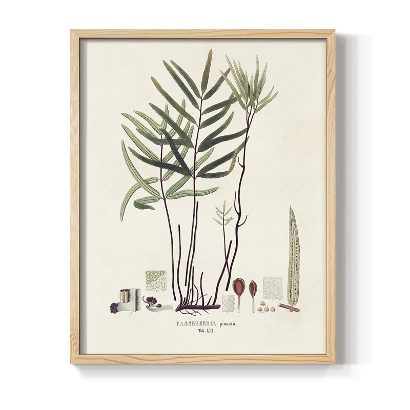 «Botanical Society Ferns X», reproduction encadrée - bois massif, H 11 po x l 9 po
