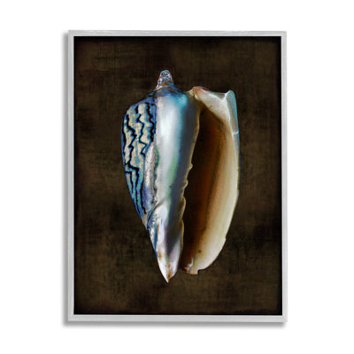 «Rosecliff Heights Conch Shell», art de la giclée encadrée par Caroline Kelly