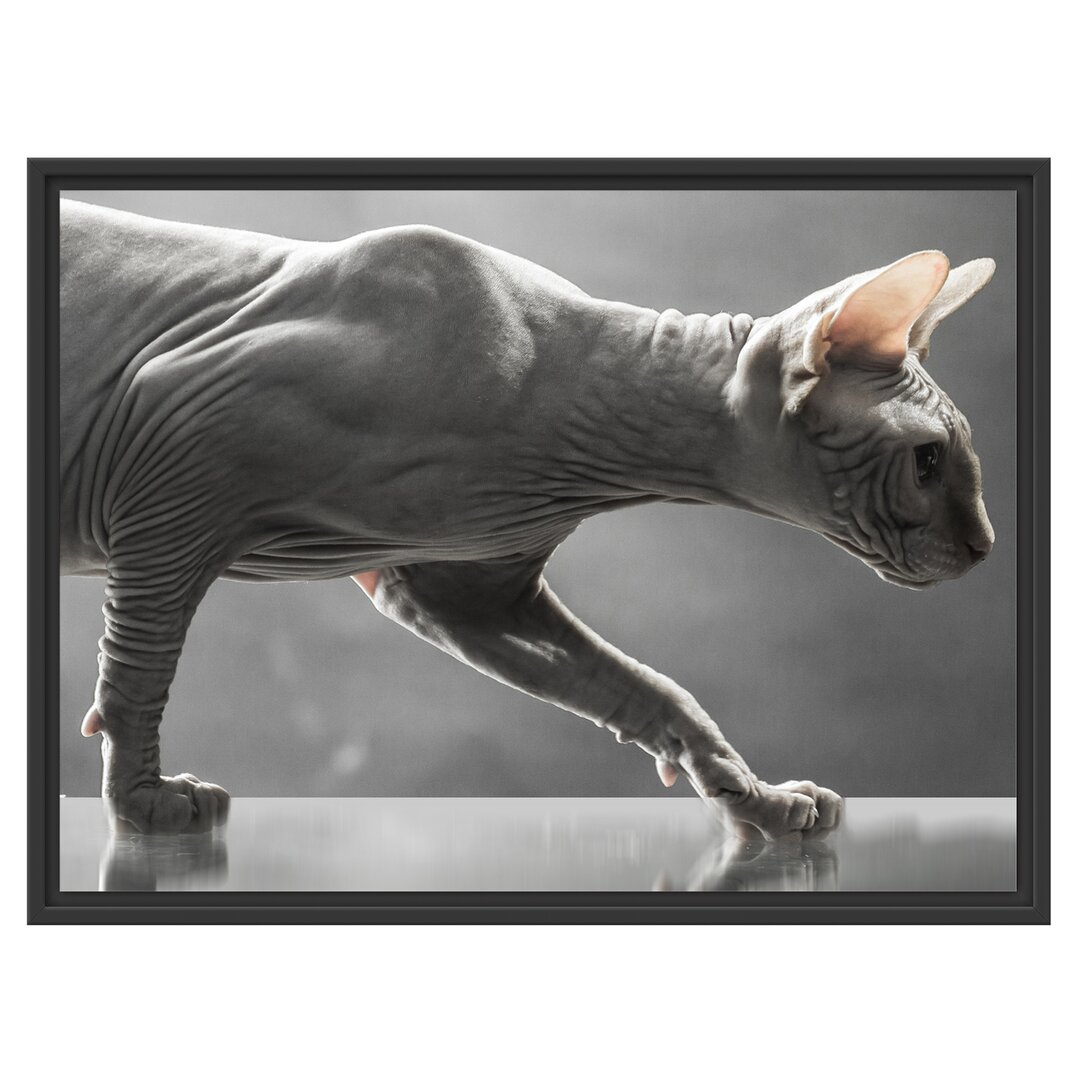 Gerahmtes Wandbild Einzigartige Sphynx Katze