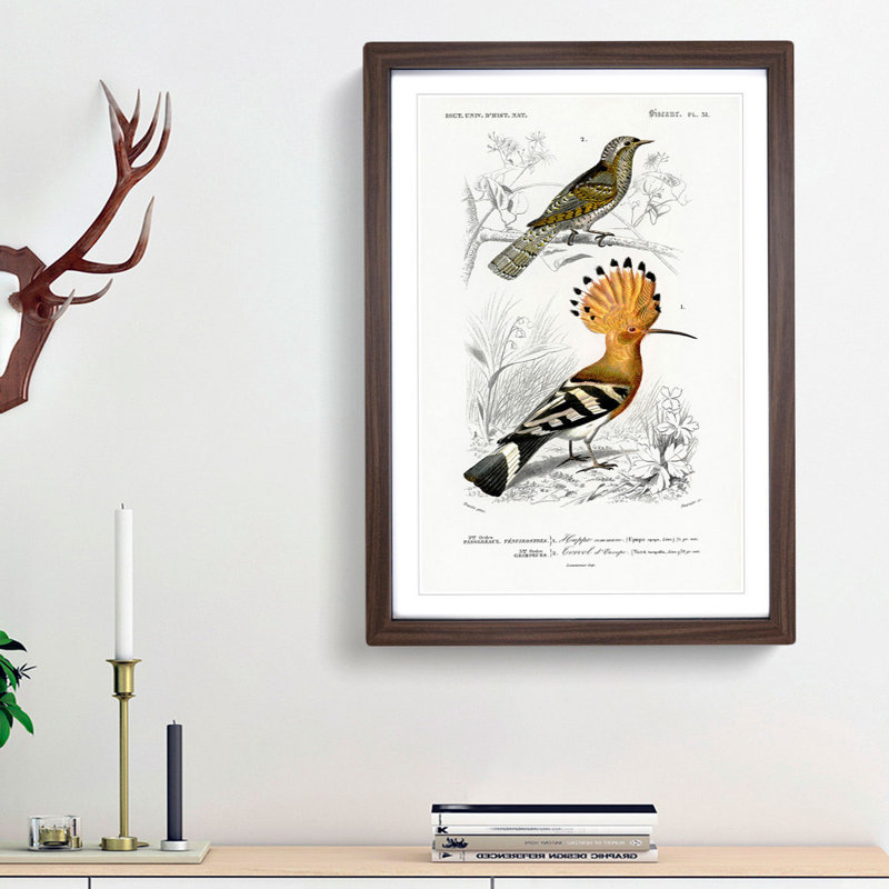 Bird Illustrations PL. 51 by Charles d Orbigny - Framed Print, 33cm H x 24cm W x 2cm D, Walnut Framed
