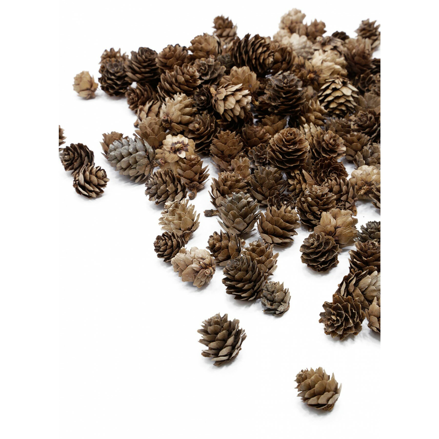 The Holiday Aisle® Decorative Natural Miniature Pine Cones Pack & Reviews