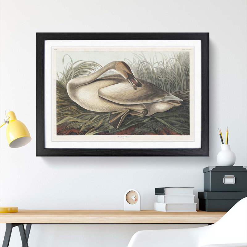 A Trumpeter Swan by John Audubon - Single Picture Frame Painting, Black Framed, 45cm H x 63cm W x 2cm D