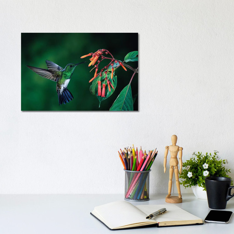 Snowy-Bellied Hummingbird Male Flying Near Firebush Flowers Cloud Forest, Costa Rica 1 Piece Wrapped Canvas Wall Art