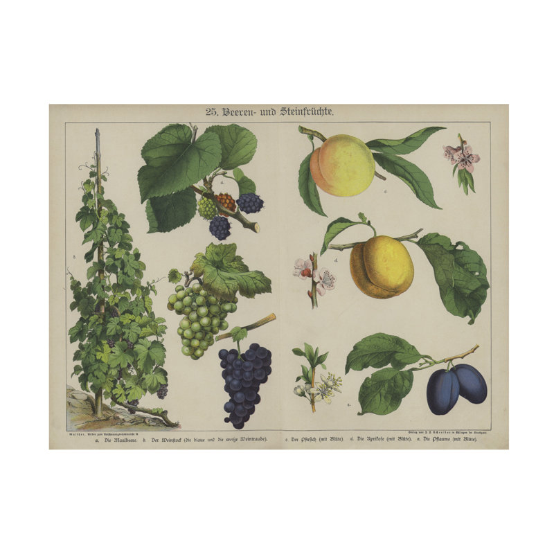 Art sur toile plantes allemandes, H 14 po x l 19 po