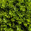 90cm Faux Boxwood Tree in Cement Pot
