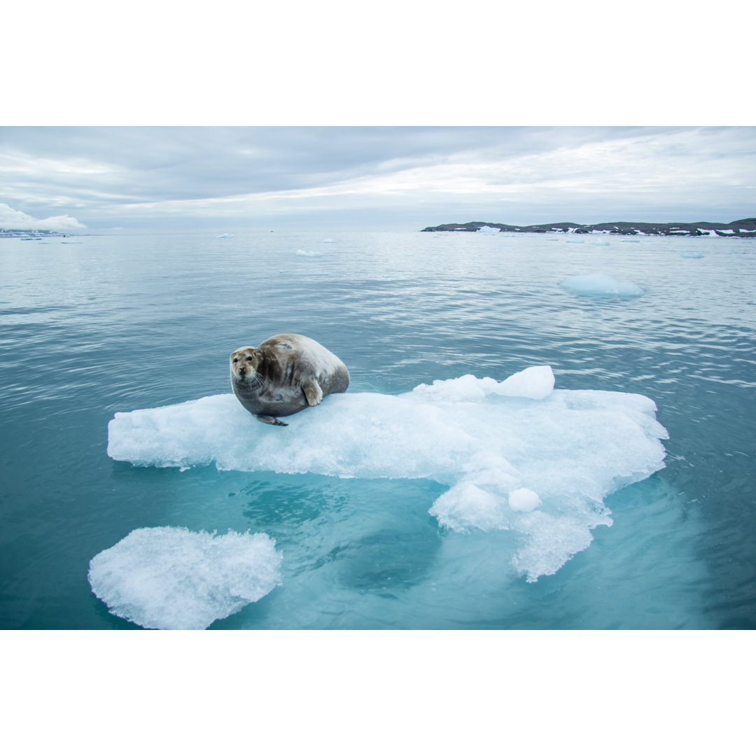 Leinwandbild Arctic Spring in South Spitsbergen